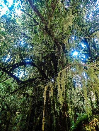 Árbol y líquenes